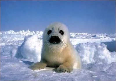 Demain l'hiver, les ailes d'un ange permettront à Lindberg d'accompagner la marche du président vers Dolorès. Alors, ils lui souffleront : "je reviendrai à Montréal quand les hommes vivront d'amour".