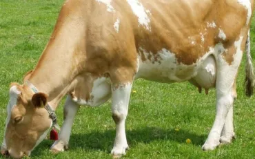 Quiz Vaches