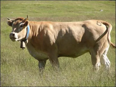 Que signifie une vache "allaitante" ?