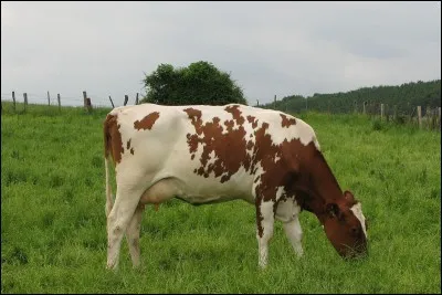 Que signifie une vache "laitière" ?