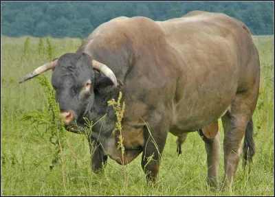 Comment appelle-t-on le mâle de la vache ?