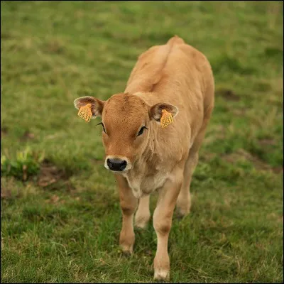 Comment appelle-t-on le petit de la vache ?