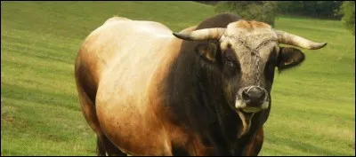 Quelle est la race de ce taureau ?