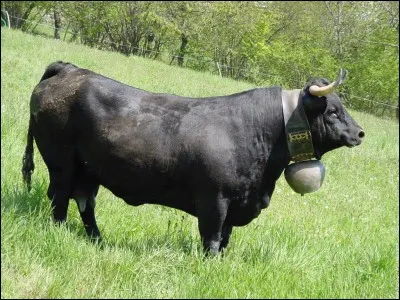 Pourquoi cette race est-elle si connue ?