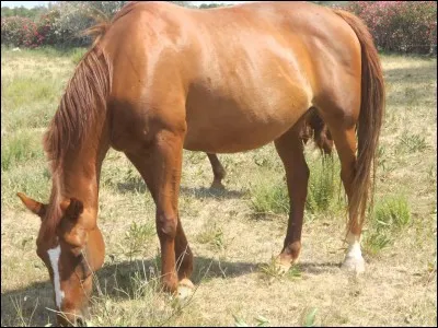 Quelle est la couleur de ce cheval