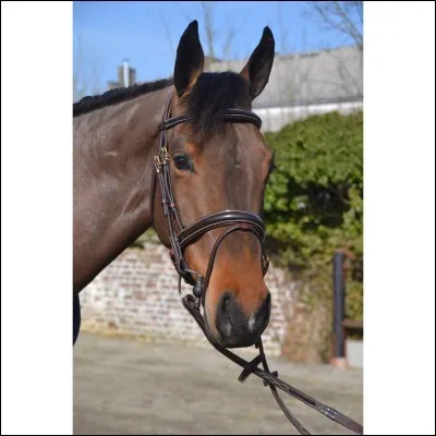 Comment s'appelle ce type de muserolle ?