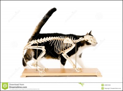 Combien d'os a le chat ?