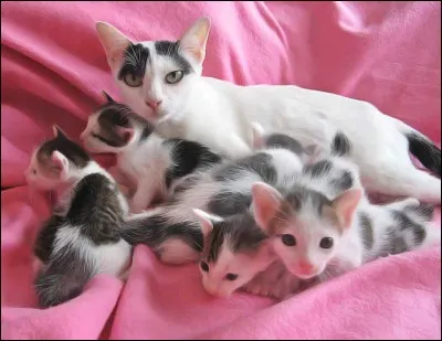 Combien de jours dure la gestion d'une chatte ?