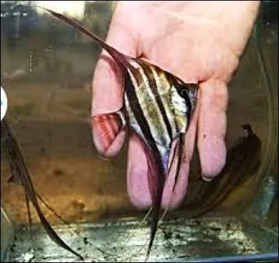 Quel est ce poisson ?