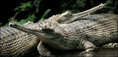 Reconnaissable de par sa gueule allongée, cette espèce de crocodiliens vit uniquement en Asie. Il s'agit du ...