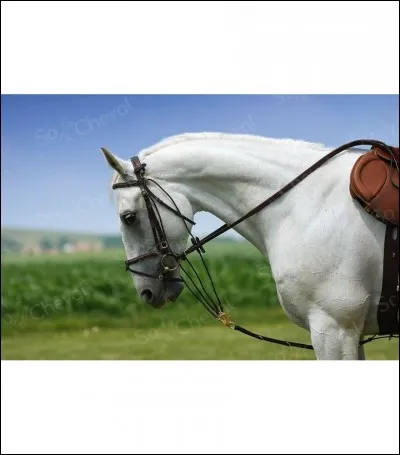 Comment s'appelle cet enrênement ?