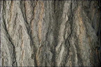 L'&eacute;corce est...