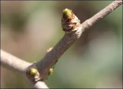 Les bourgeons m&acirc;les sont...