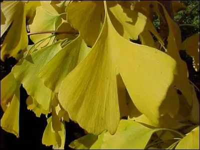 Les feuilles sont...