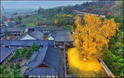 L'arbre est class&eacute; dans...