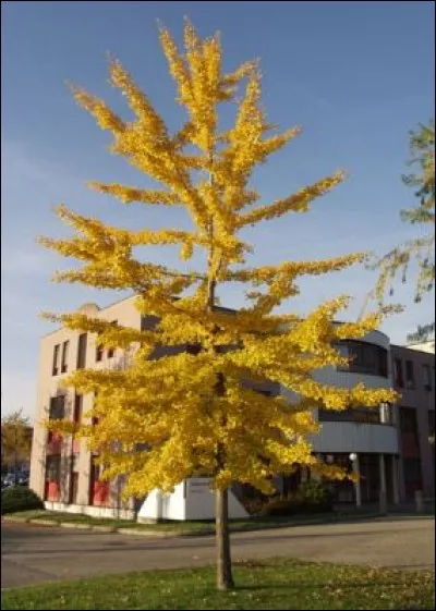 Le nom de cet arbre est...