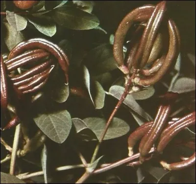 Quelle est cette plante du pied ?