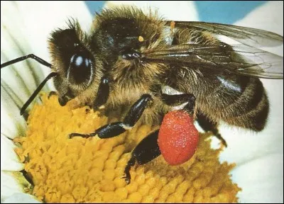 Lequel de ces mots n'est pas un nom d'abeille ?