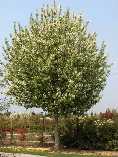 Sa hauteur peut atteindre...