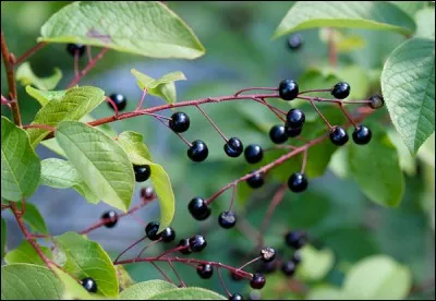 Les fruits apparaissent en été. Ce sont...