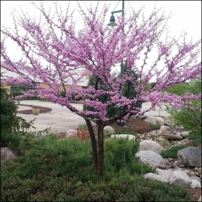 Ce végétal peut mesurer :