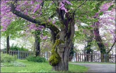 L'écorce est de couleur :