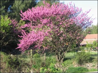 Son nom commun est :