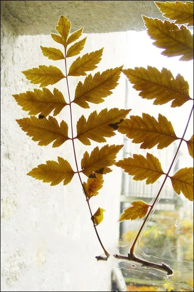 Ses feuilles sont :