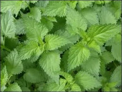 Si l'ortie pique, c'est à cause de