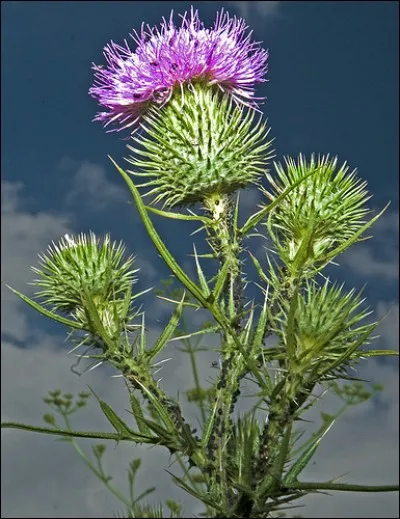 A quoi vous fait penser cette photo ?