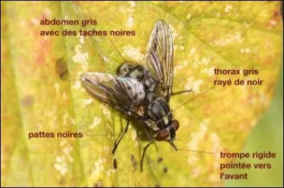 Quelle mouche te pique ?