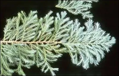 Ce végétal est particulièrement sensible :