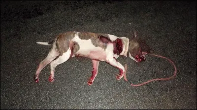 Aimes-tu quand un animal meurt ? Pour toi, quel animal te fait le plus peur quand il est mort ?