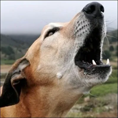 L'aboiement le plus sonore a été émis à hauteur de...