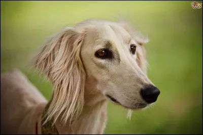 La plus vieille race de chien est le saluki, elle existe...