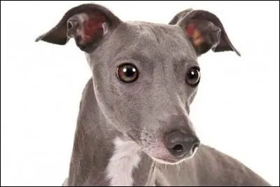 Le lévrier Greyhound est le chien le plus rapide du monde, il peut atteindre...
