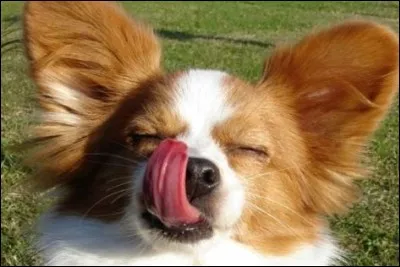 Le record de la plus longue langue canine est détenu par Brandy, un Boxer ayant vécu au États-Unis. Ce chien en avait une de...