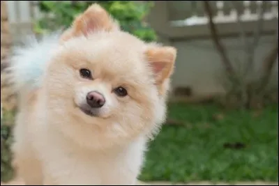 Le plus petit chien du monde est Boo Boo, un chihuahua de taille adulte, il mesure ____ de hauteur.