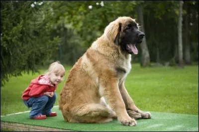 Giant George est le plus grand chien du monde. En effet, c'est un dogue allemand de ____ de hauteur.