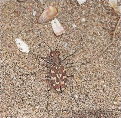 Quel est le nom de cet insecte aux longues pattes musclées et au corps élancé de sprinteur ?