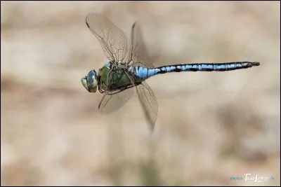 Quel est le nom de cet insecte utilisant ses pattes comme trains d'atterrissage pour se cramponner à un support ?