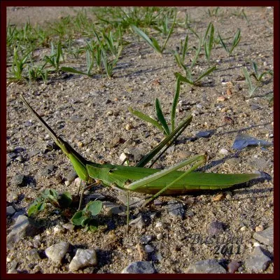 Quel est le nom de cet insecte possédant des pattes arrière particulièrement longues ?