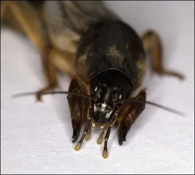 Quel est le nom de cet insecte utilisant ses pattes avant comme pelles et comme pioches ?