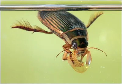 Quel est le nom de cet insecte n'utilisant que ses pattes arrière pour se propulser dans l'eau ?