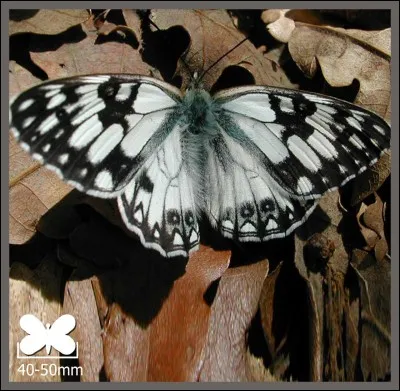 Quel est le nom de cet échiquier ?