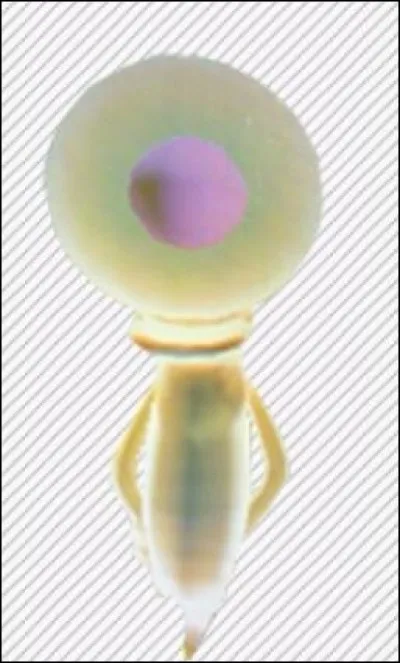 Quel est le pouvoir du Cérébrus ?