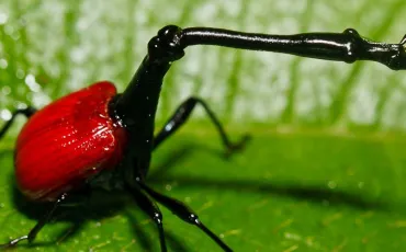Quiz Insectes