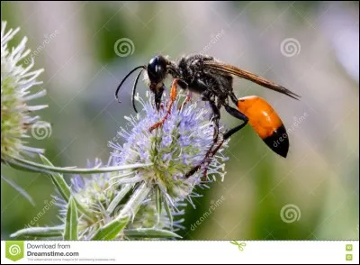 Quel est le nom de cet insecte ?