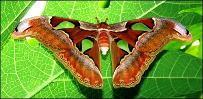 Quel est le nom de cet insecte ?