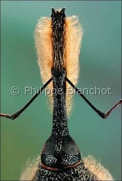 Quel est le nom de cet insecte ?